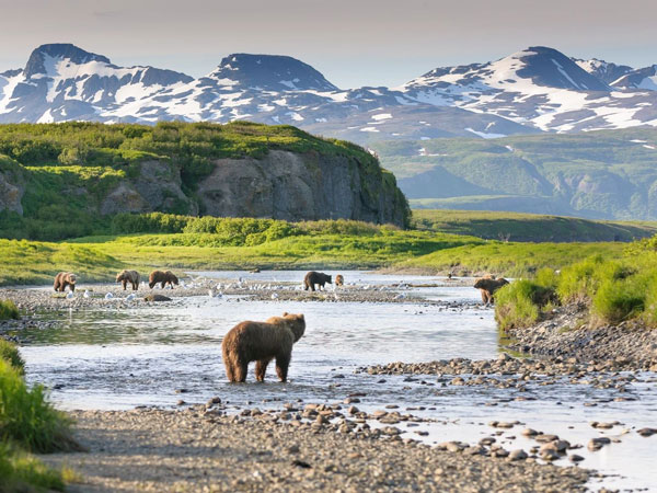 Alaska Bear Viewing Tours  Alaska Grizzly Bear Viewing