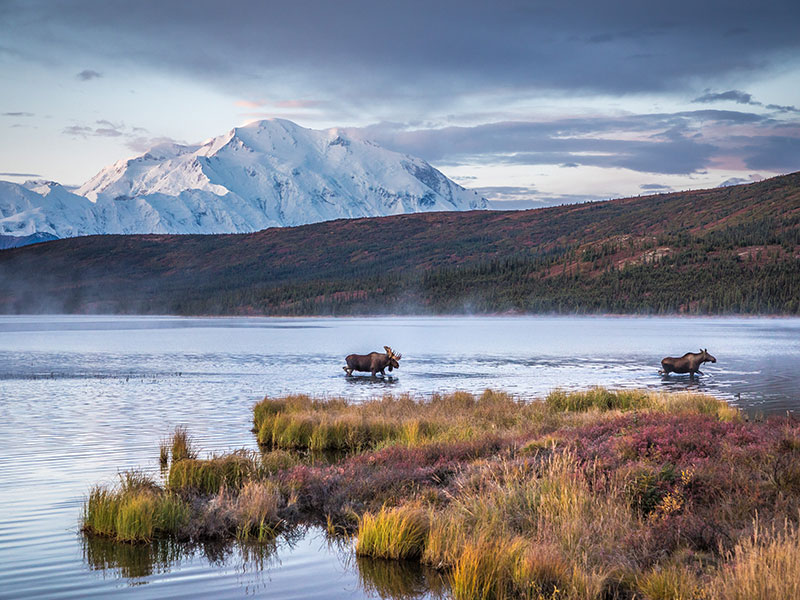 Alaska  Luxury Tour with Stillpoint Lodge and Denali by Train | Denali National Park with Moose