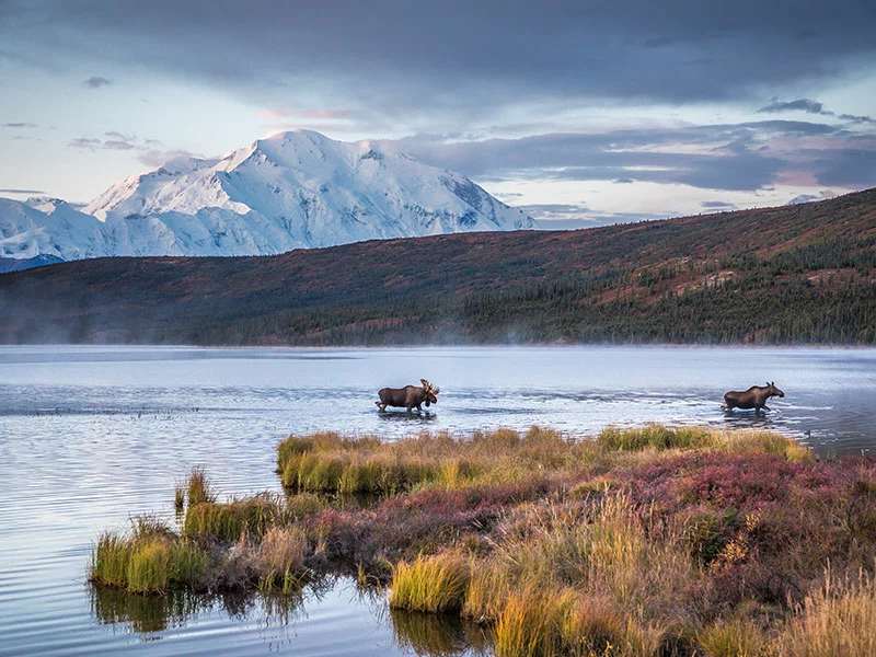 Alaska  Luxury Tour with Stillpoint Lodge and Denali by Train | Denali National Park with Moose