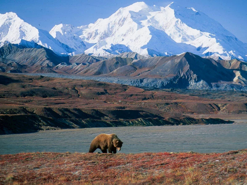 Alaska Train Tour Best of Glaciers & Denali | Grizzly Bear Denali National Park