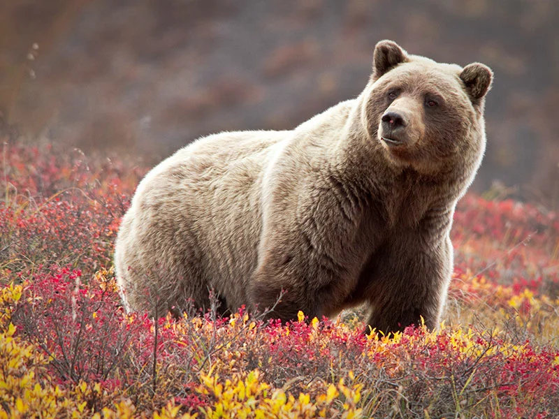 Best of Alaska by Train & Glaciers | Grizzly Bear in Denali National Park