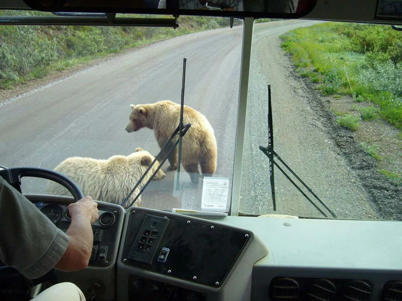 Best of Alaska, Trains, Wildlife & Denali Cruise Connector | Denali Backcountry Tour