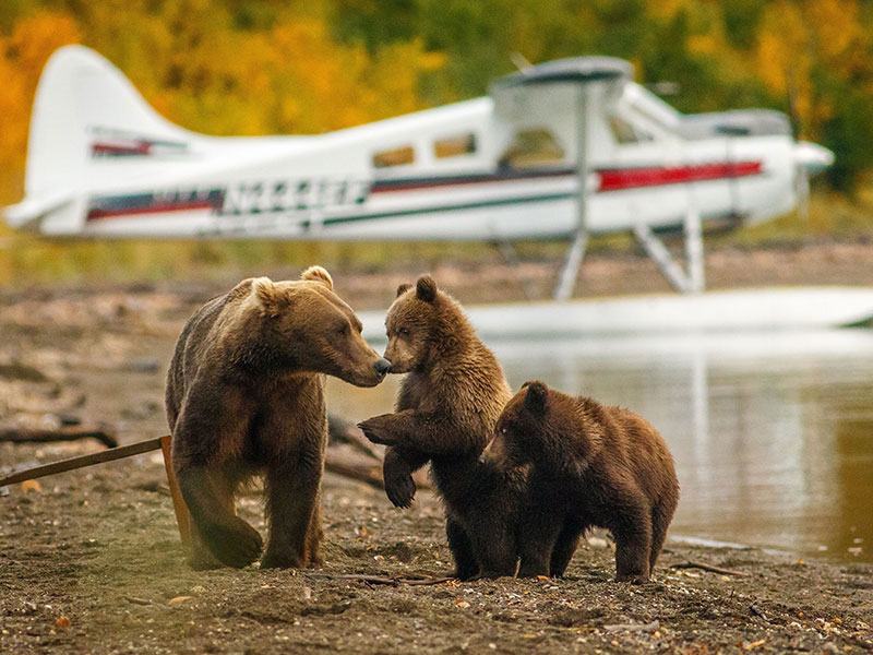 Luxury Lodges in Alaska | Stillpoint Lodge Kenai Peninsula Alaska Grizzly Bear Excursion