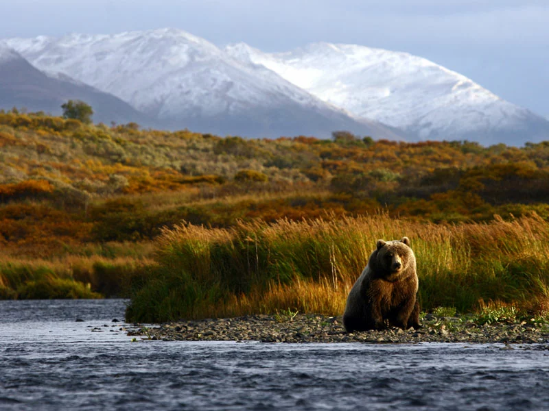 Alaska Luxury Tours | Denali Alaska Brown Bear