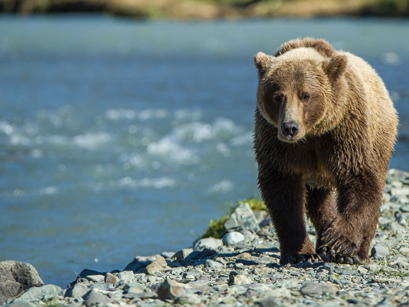Alaska Luxury Remote Wilderness Lodges | Ultima Thule Lodge Alaska Brown Bear